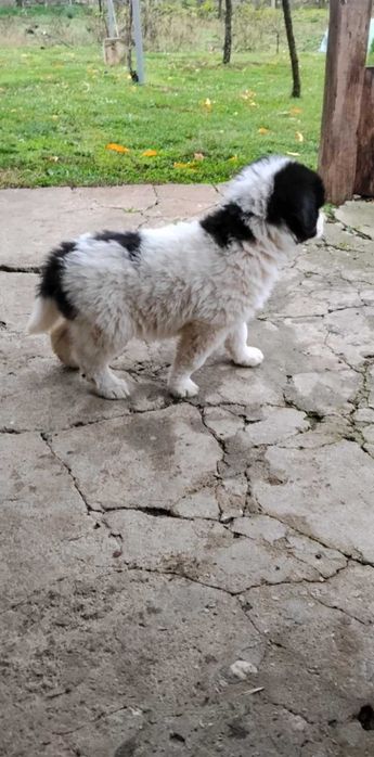 Каракачански кученца