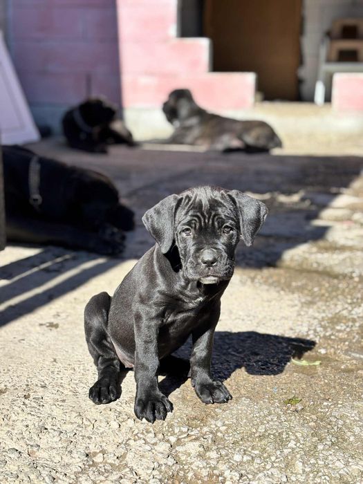 Кане Корсо/Cane Corso