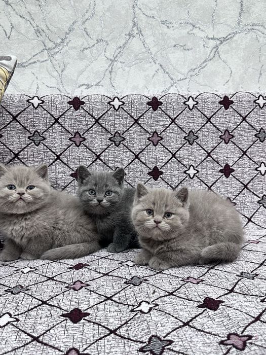 Британские котята — 3 девочки