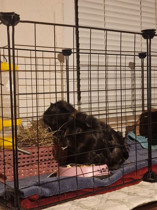 Подаряват се морски свинчета