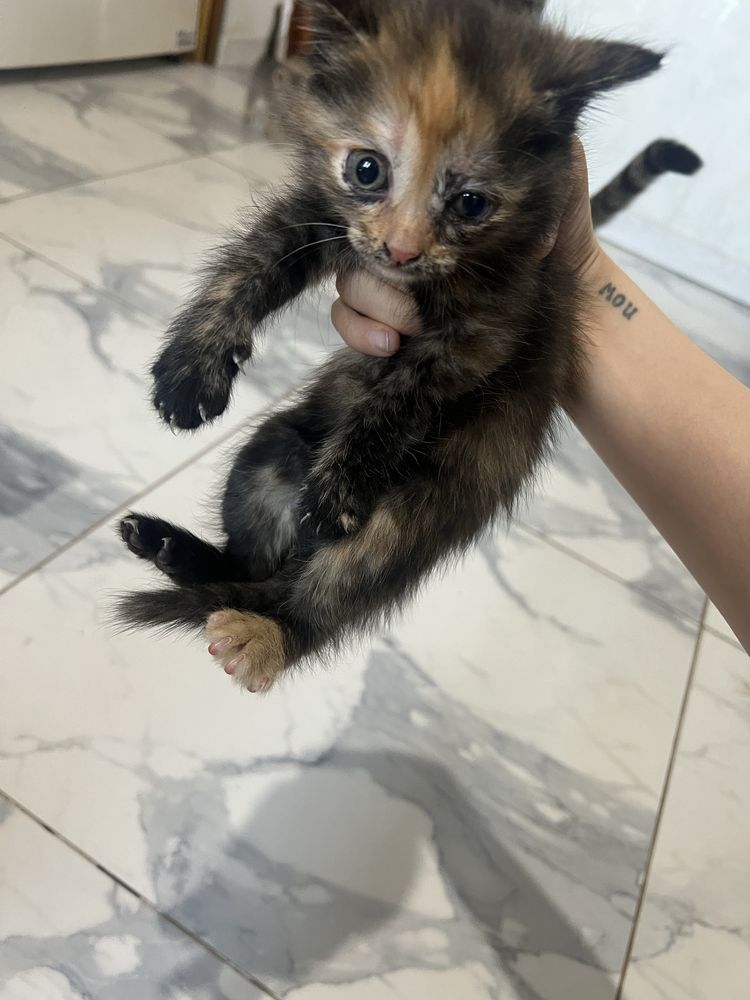 Котята/котенки/ в добрые руки