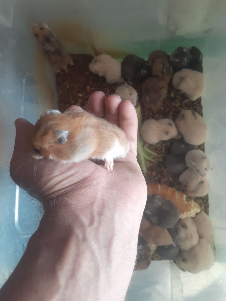 Xamyak qulga urgatilgan
