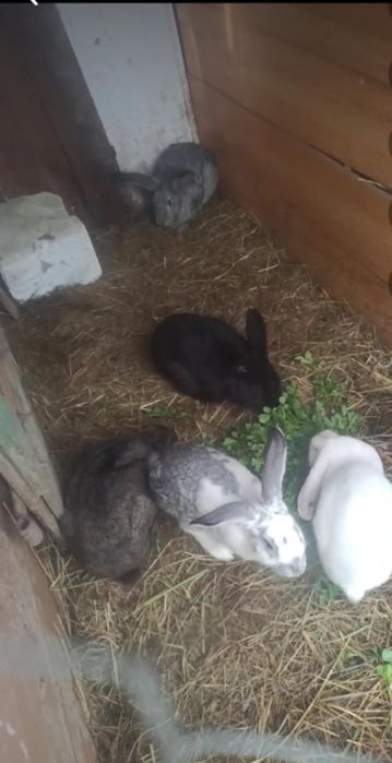Vand sau schimb iepurasi