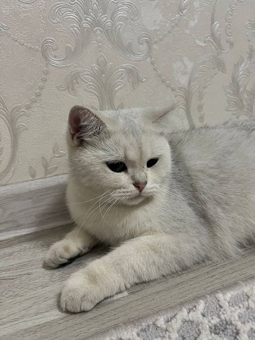 Серебристая шиншилла. Девочка
