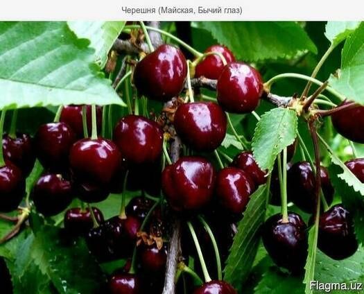 Саженцы Черешня Ташкентская,Бычий глаз,Жёлтая драгана от 2лет до 7лет