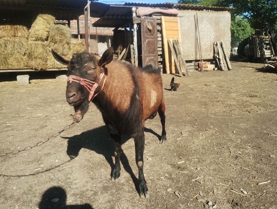 Vând/ schimb țap alpin
