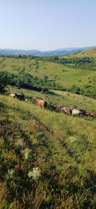 De vânzare 130 de capre sau schimb cu vaci