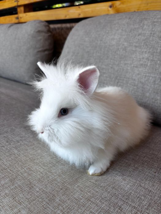 iepuri pitici,au 3 luni, sunt sanatosi