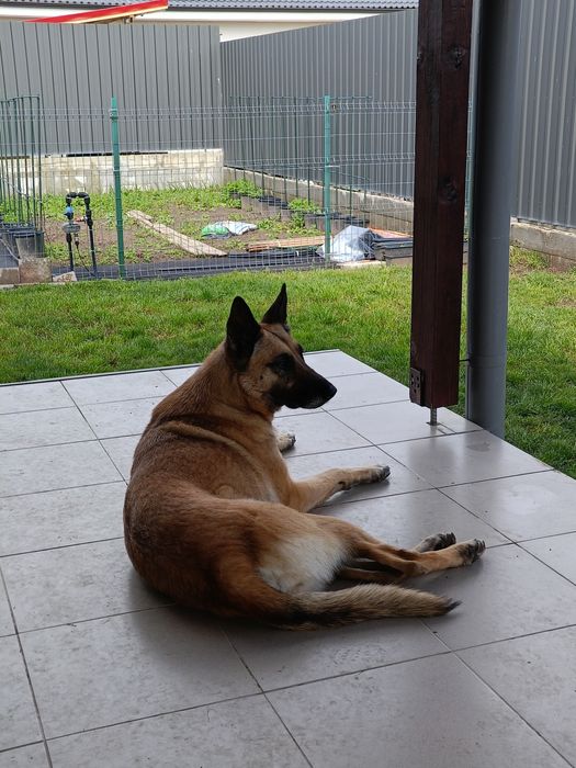 Donez metis Belgian Malinois