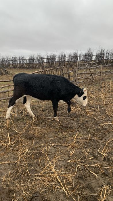 Продам телки полторашок