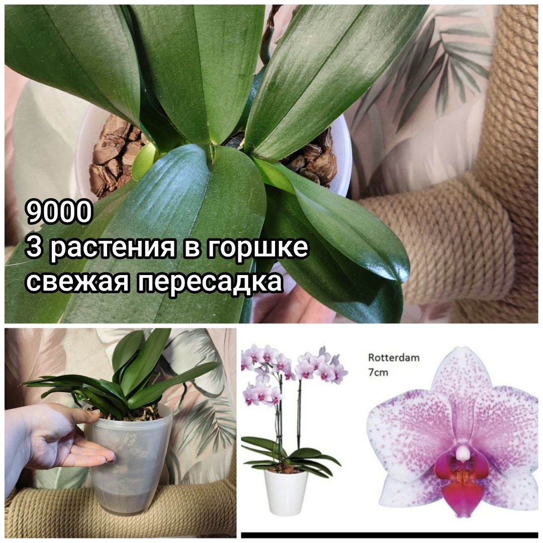Орхидеи и не только