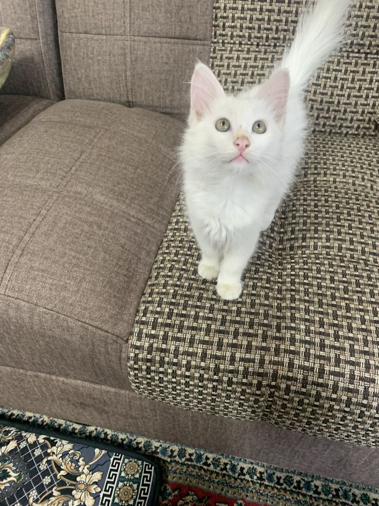 Продается котенок