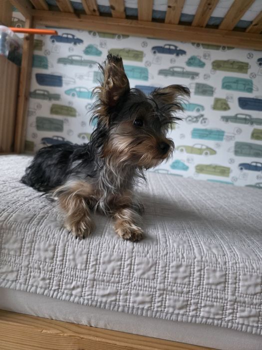 Йоркширски териер Йорки