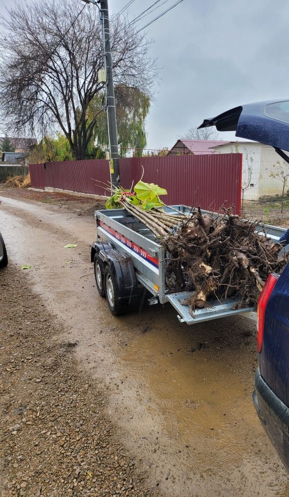 Vand copaci de Paulownia