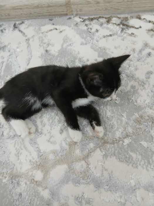 Bepul yaxshi insonlarga beriladi