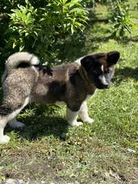 Vand akita american