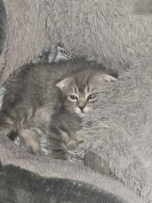 Котёнок породистая