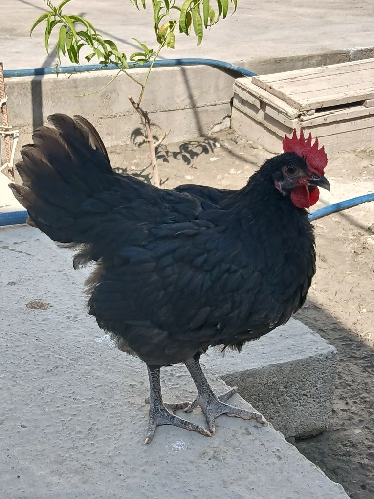 Qora shaxzoda jujalari sotiladi