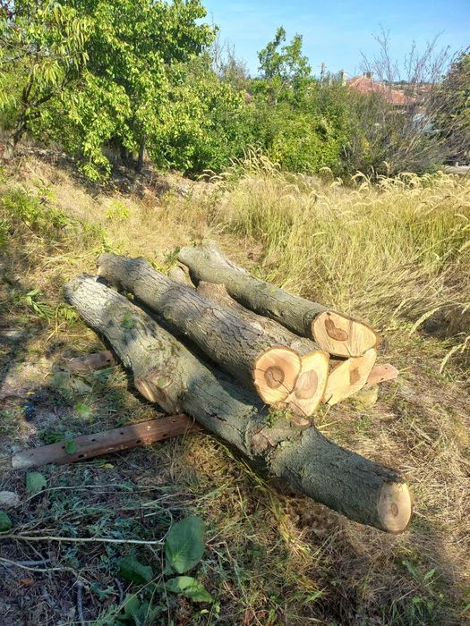 Орех трупи дървен материал