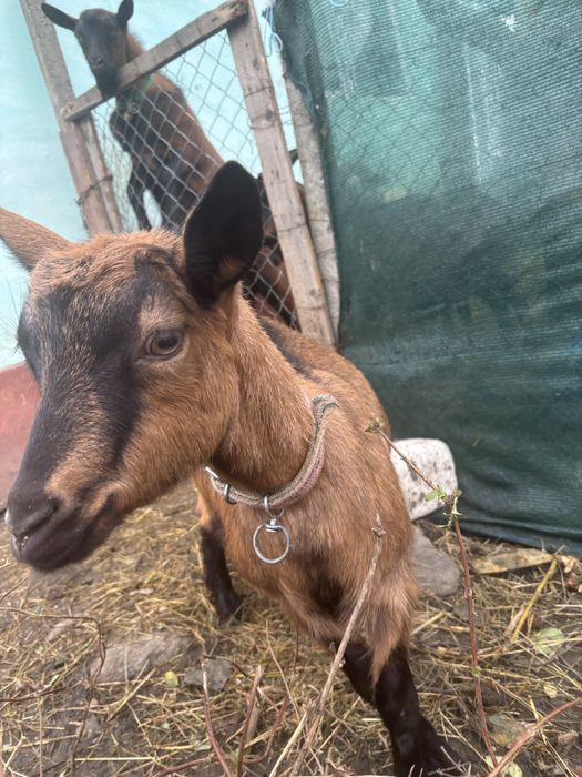 Vand ieduta alpina franceza