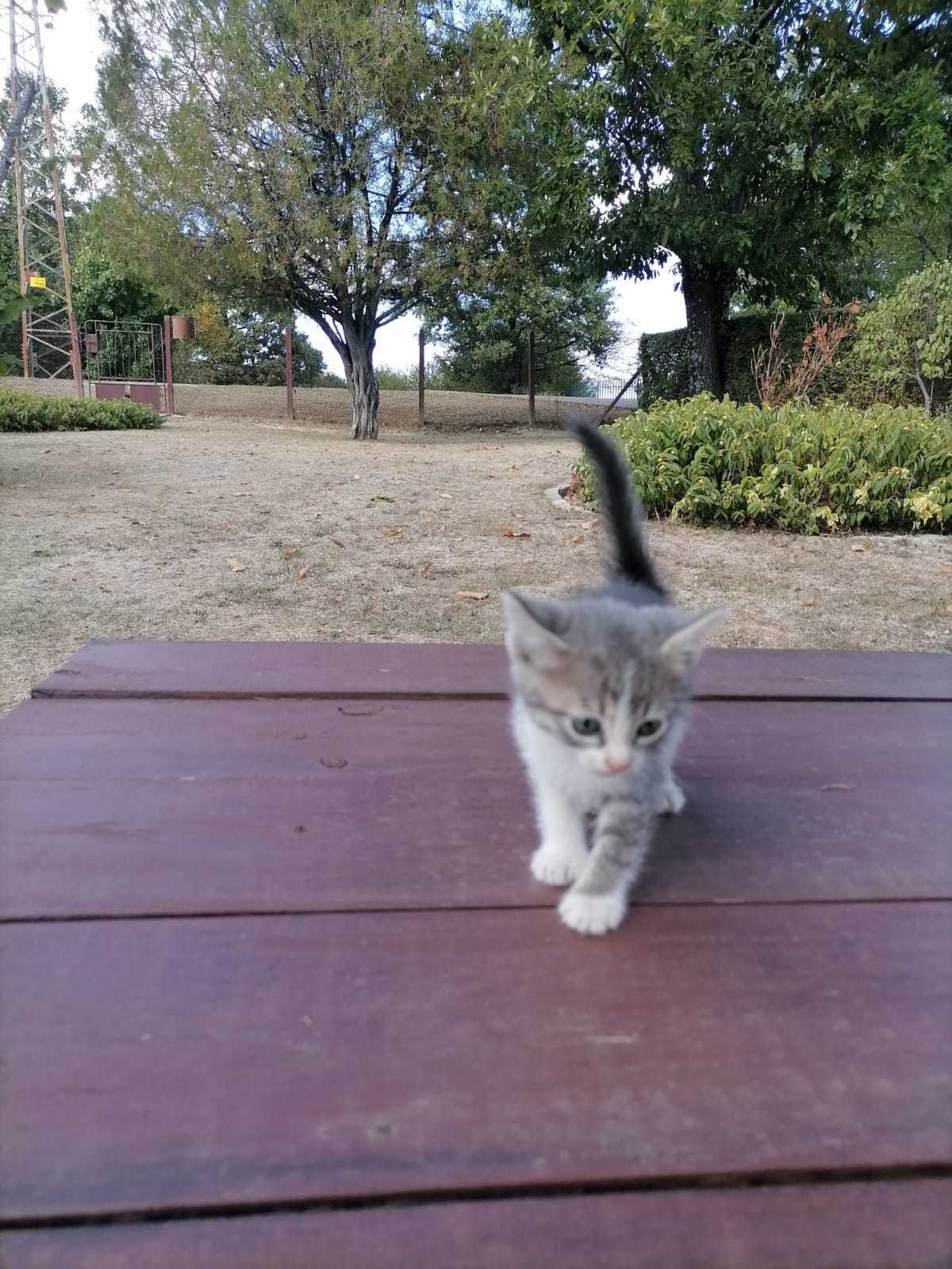 Котета на един месец