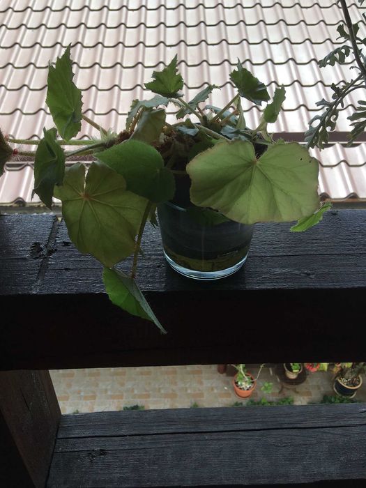 Plante naturale de interior (apartament/birou/hotel/scoala/gradinita)