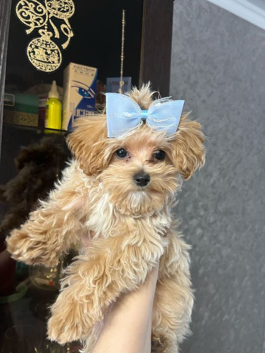 Замечательные детки Мальтипу