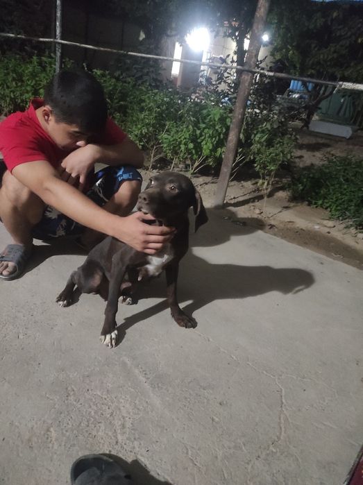 Ovchi it sotiladi 3yoshar qiz