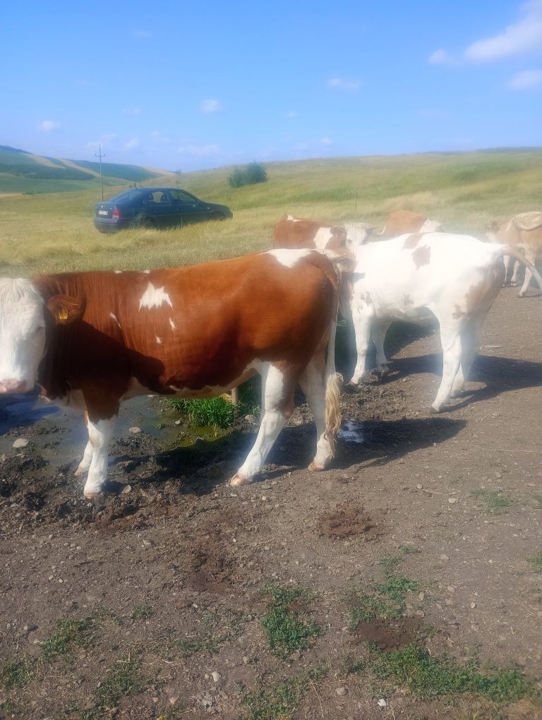 Vând juninci 6 bucati