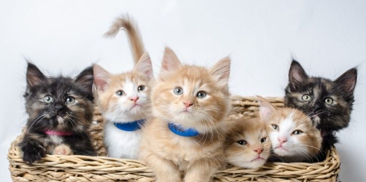 Отдам котят в добрые руки