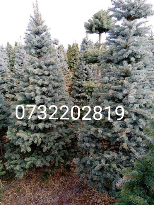 Vând Brazi, Mesteacăn, Tuia smarald.