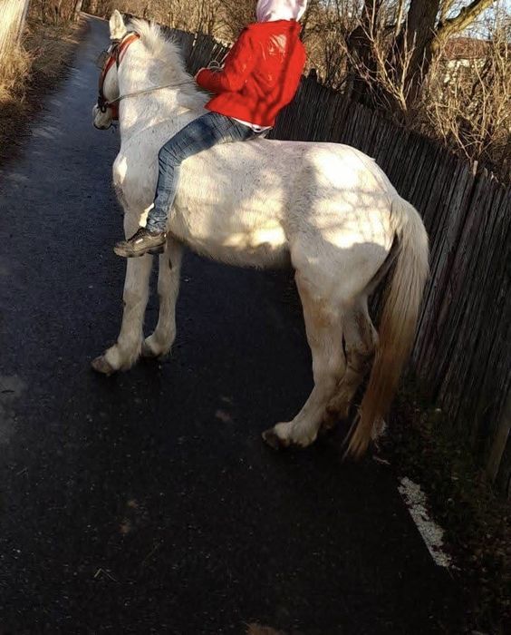 De vanzare iepe cuminti