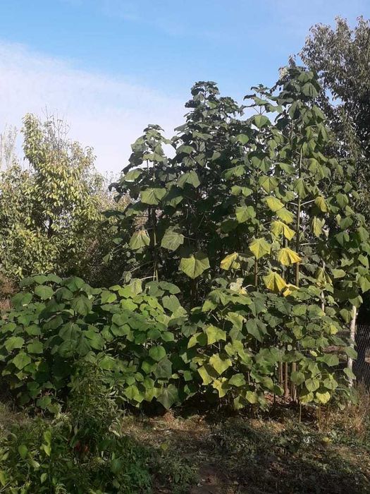 Павловния годовалые