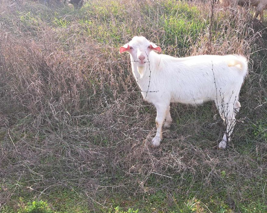 Мъжки ярета за разплод