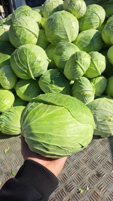 Varza de tomna ( Beverly Hills)