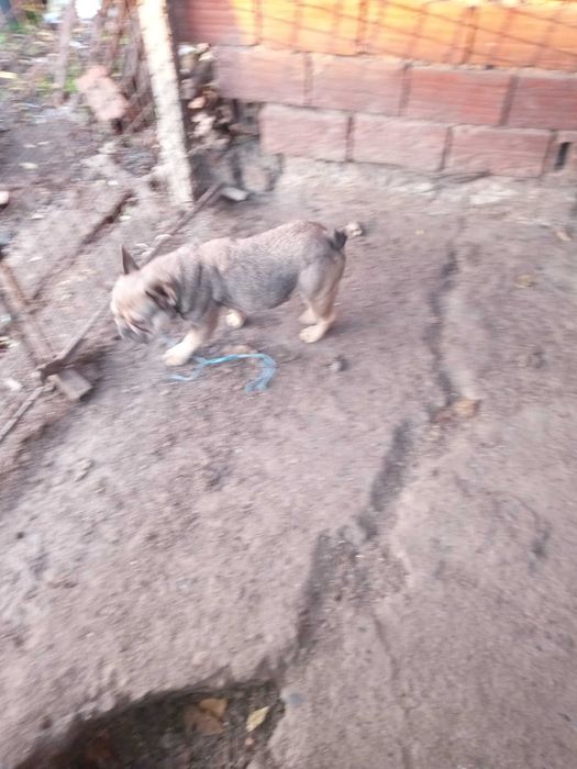 френски болдог женска