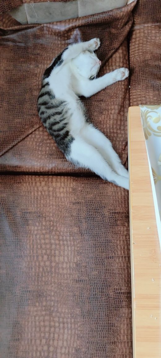 Үй мысығы,  еркек мысық