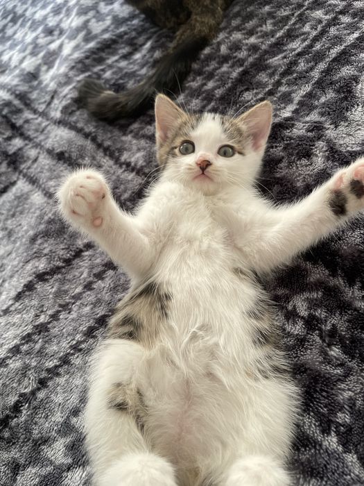 Отдам котёнка в Хорошие руки