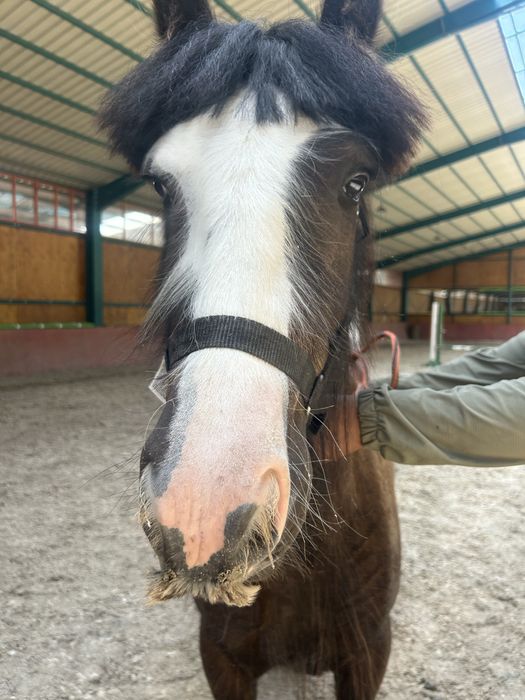 Pereche de manji gipsy vanner tinker originalu