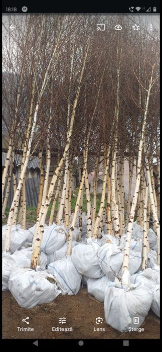 Vând platani mesteacăn