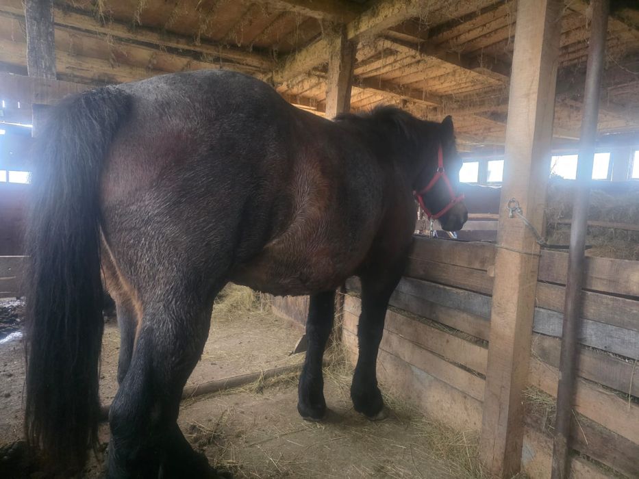 Vând două iepe semigrele