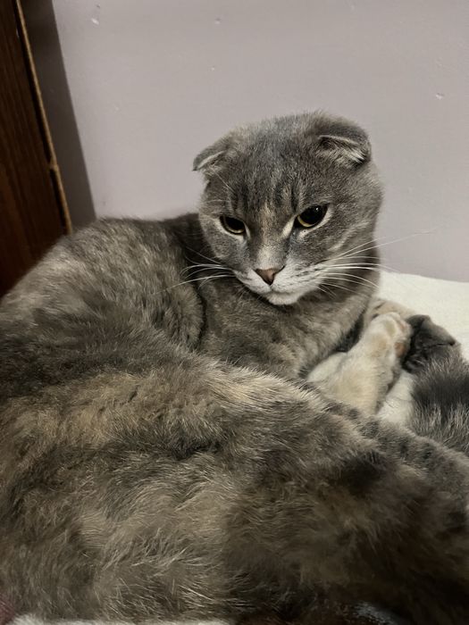 Шотландская вислоухая кошка