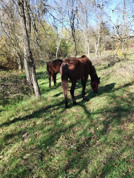 Vând o iapa și un mânz sau schimb cu tractor