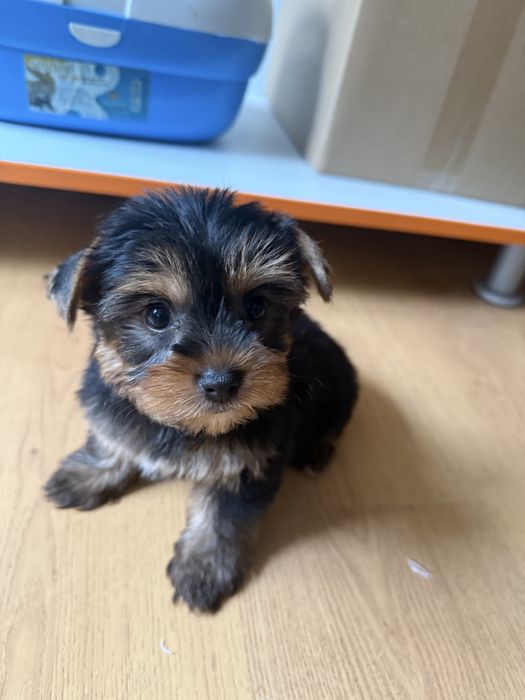 Yorkshire Terrier