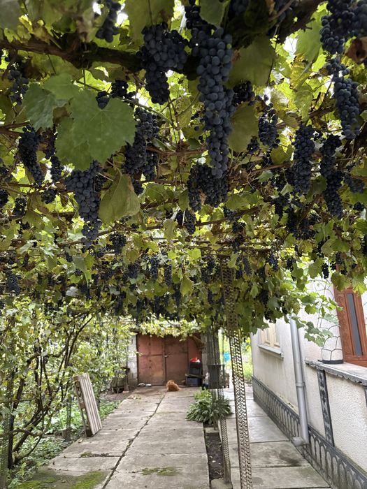 Struguri Cabernet (Puterea ursului)