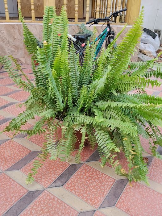 Gul paportnik gulga qiziqadiganlar uchun. Dekarativni