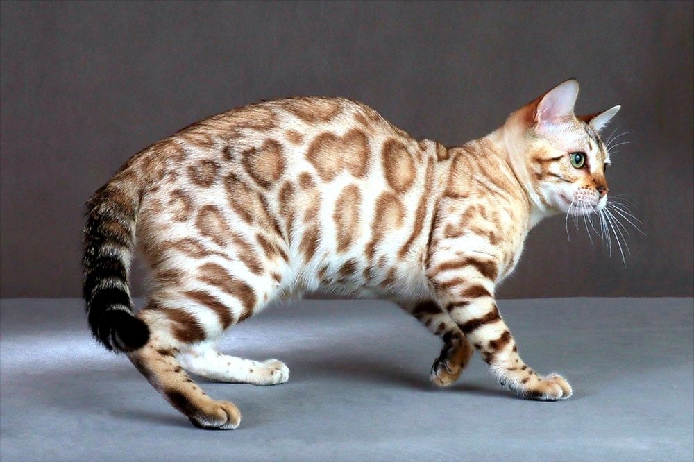 Синеглазый Бенгальский котёнок. ОКРАС СНЕЖНЫЙ