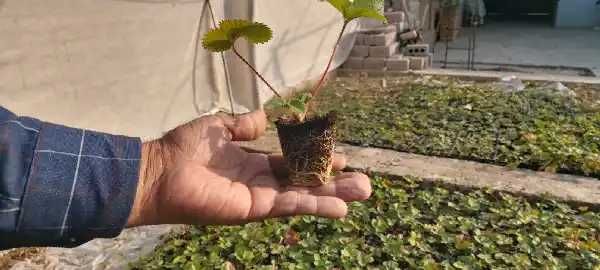 SHOSHILING  "MALGA"  QULUPNAY ko'chatlari sotiladi