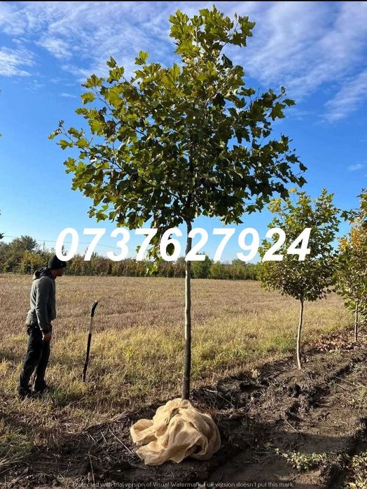 Gama Foioase Completă: Platan, Mesteacăn, Tei | Transport Personal