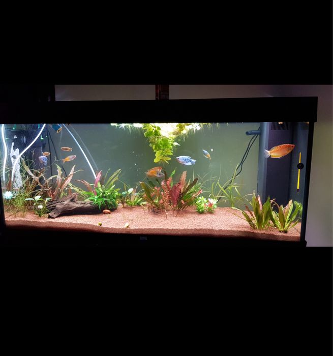 Acvariu Juwel 240L